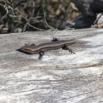 Pseudemoia entrecasteauxii (Woodland Tussock-skink) at Namadgi National Park - 4 Sep 2019 by KShort