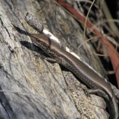 Pseudemoia entrecasteauxii (Woodland Tussock-skink) at Namadgi National Park - 4 Sep 2019 by KShort