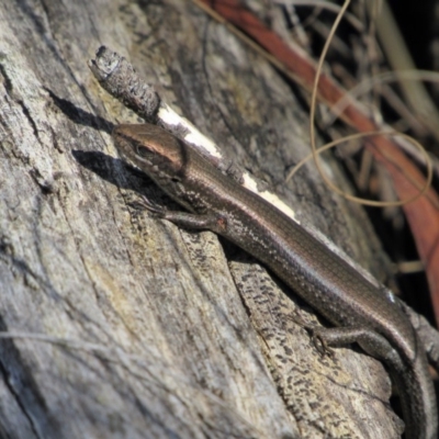 Pseudemoia entrecasteauxii (Woodland Tussock-skink) at Namadgi National Park - 4 Sep 2019 by KShort