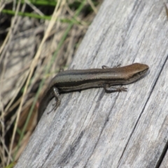 Lampropholis guichenoti (Common Garden Skink) at Namadgi National Park - 4 Sep 2019 by KShort