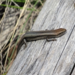 Lampropholis guichenoti (Common Garden Skink) at Tennent, ACT - 4 Sep 2019 by KShort