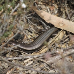 Acritoscincus duperreyi (Eastern Three-lined Skink) at Tennent, ACT - 4 Sep 2019 by KShort