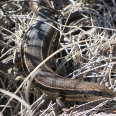 Acritoscincus duperreyi (Eastern Three-lined Skink) at Namadgi National Park - 4 Sep 2019 by KShort