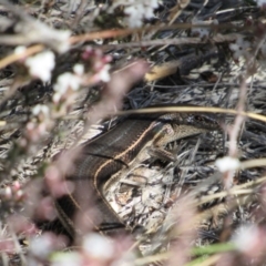 Acritoscincus duperreyi at Namadgi National Park - 4 Sep 2019