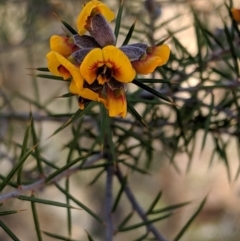 Dillwynia sieberi (Sieber's Parrot Pea) at Carwoola, NSW - 4 Sep 2019 by MattM