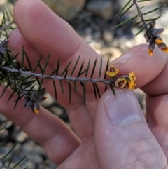 Dillwynia sieberi at Carwoola, NSW - 4 Sep 2019