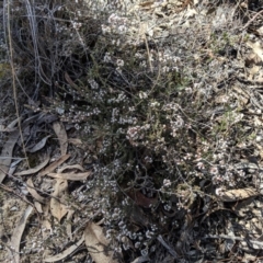 Styphelia attenuata (Small-leaved Beard Heath) at Greenleigh, NSW - 4 Sep 2019 by MattM