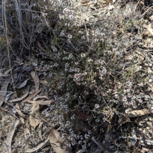 Leucopogon attenuatus at Greenleigh, NSW - 4 Sep 2019