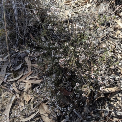 Styphelia attenuata (Small-leaved Beard Heath) at Greenleigh, NSW - 4 Sep 2019 by MattM