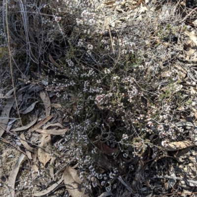 Leucopogon attenuatus (Small-leaved Beard Heath) at Greenleigh, NSW - 4 Sep 2019 by MattM