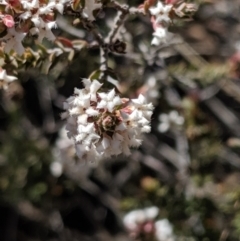 Styphelia attenuata at Greenleigh, NSW - 4 Sep 2019 01:24 PM