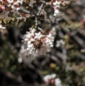 Leucopogon attenuatus at Greenleigh, NSW - 4 Sep 2019