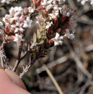 Leucopogon attenuatus at Greenleigh, NSW - 4 Sep 2019