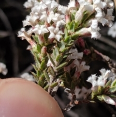 Leucopogon attenuatus at Greenleigh, NSW - 4 Sep 2019