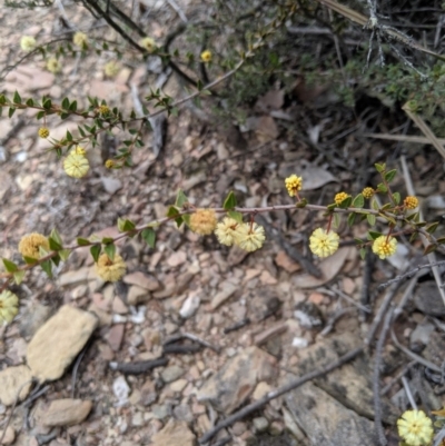 Acacia gunnii (Ploughshare Wattle) at Carwoola, NSW - 4 Sep 2019 by MattM