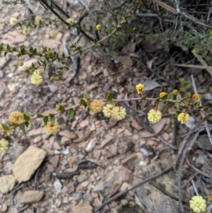 Acacia gunnii at Carwoola, NSW - 4 Sep 2019