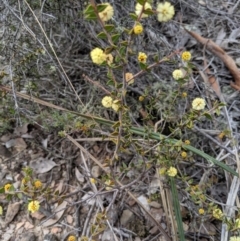 Acacia gunnii at Carwoola, NSW - 4 Sep 2019