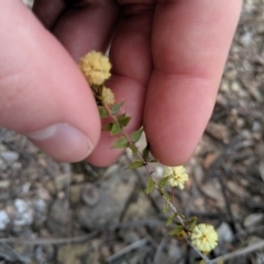 Acacia gunnii at Carwoola, NSW - 4 Sep 2019