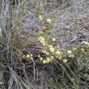 Acacia gunnii at Carwoola, NSW - 4 Sep 2019