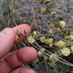 Acacia gunnii at Carwoola, NSW - 4 Sep 2019