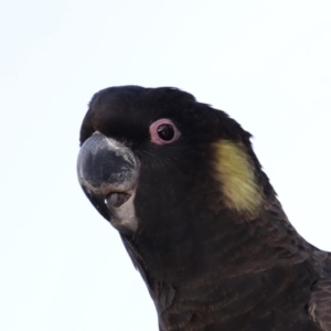 Zanda funerea at Guerilla Bay, NSW - 30 Aug 2019 04:30 PM