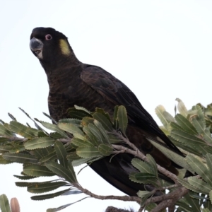 Zanda funerea at Guerilla Bay, NSW - 30 Aug 2019