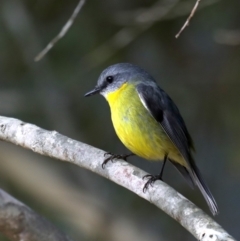 Eopsaltria australis (Eastern Yellow Robin) at Mogo State Forest - 30 Aug 2019 by jb2602