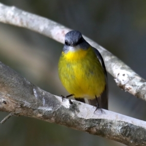 Eopsaltria australis at Mogo, NSW - 30 Aug 2019