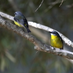 Eopsaltria australis at Mogo, NSW - 30 Aug 2019