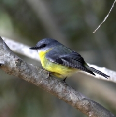 Eopsaltria australis at Mogo, NSW - 30 Aug 2019