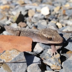 Diplodactylus vittatus (Eastern Stone Gecko) at Yass River, NSW - 2 Sep 2019 by SenexRugosus