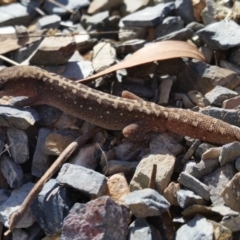 Diplodactylus vittatus at Yass River, NSW - suppressed