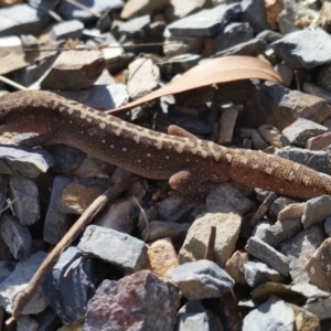 Diplodactylus vittatus at Yass River, NSW - suppressed