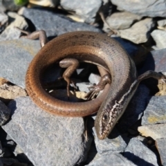 Morethia boulengeri (Boulenger's Skink) at Yass River, NSW - 2 Sep 2019 by SenexRugosus