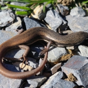 Morethia boulengeri at Yass River, NSW - 2 Sep 2019