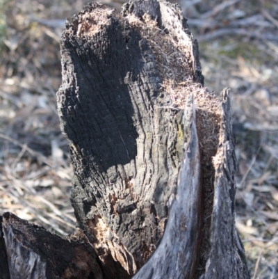 Papyrius nitidus (Shining Coconut Ant) at Red Hill, ACT - 4 Sep 2019 by LisaH