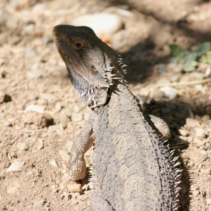 Pogona barbata at Hughes, ACT - 4 Sep 2019