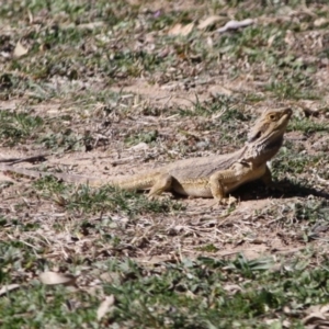 Pogona barbata at Hughes, ACT - suppressed