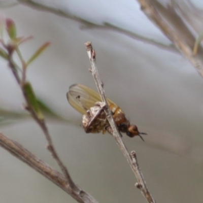 Lauxaniidae (family) (Unidentified lauxaniid fly) at Mongarlowe, NSW - 28 Aug 2019 by LisaH