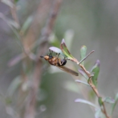 Lauxaniidae (family) at QPRC LGA - 28 Aug 2019 02:10 PM