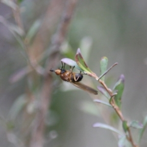 Lauxaniidae (family) at QPRC LGA - 28 Aug 2019 02:10 PM