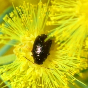 Chrysomelidae sp. (family) at Hall, ACT - 1 Sep 2019 11:37 AM