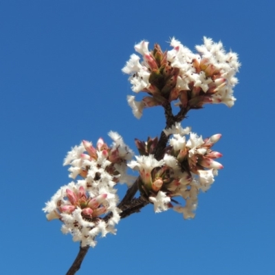 Leucopogon attenuatus (Small-leaved Beard Heath) at Pine Island to Point Hut - 30 Aug 2019 by michaelb