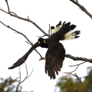 Zanda funerea at Guerilla Bay, NSW - 30 Aug 2019 04:32 PM