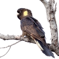 Zanda funerea at Guerilla Bay, NSW - 30 Aug 2019