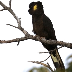 Zanda funerea at Guerilla Bay, NSW - 30 Aug 2019