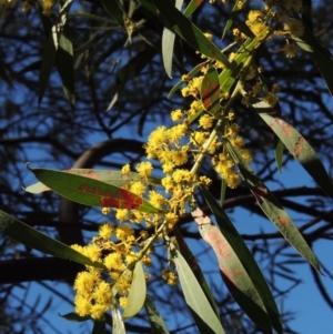 Acacia rubida at Conder, ACT - 2 Sep 2019