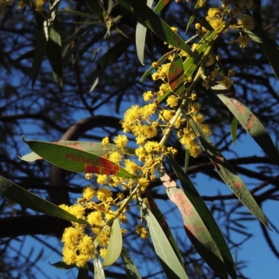 Acacia rubida (Red-stemmed Wattle, Red-leaved Wattle) at Pollinator-friendly garden Conder - 2 Sep 2019 by michaelb