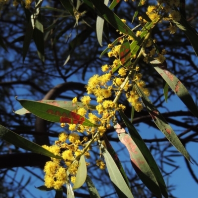 Acacia rubida (Red-stemmed Wattle, Red-leaved Wattle) at Conder, ACT - 2 Sep 2019 by michaelb