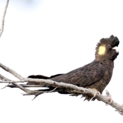 Zanda funerea (Yellow-tailed Black-Cockatoo) at Guerilla Bay, NSW - 30 Aug 2019 by jb2602